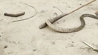 Snake ???? found in my village