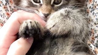 Cat and rabbit lovely video