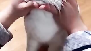 Most Satisfying Funny Cat Video ????????????
