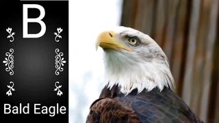 Animals name start with b | animal names begin with b | animals name start with letter b