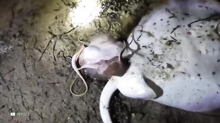 100 Craziest Animal Births Caught on Camera