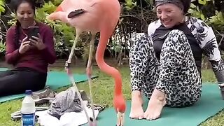 Beta aunty ko baby Shark Pe Dance karke dikhao
