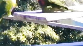 Parrot ???? is in dancing mood