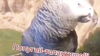 very talented parrot