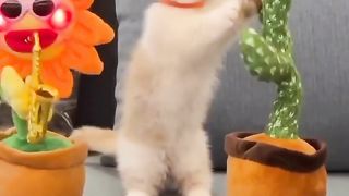 Omg cat