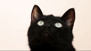 Black Cat