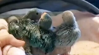 Parrot quit family