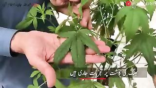 Bhang ke kasht.