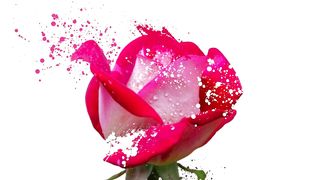 create dispersion effect image with canva #canvaforbeginners #canvatutorial #dispersioneffectimage