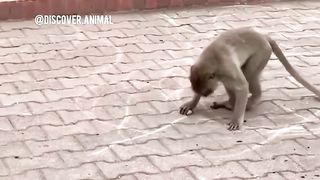Playing monkey