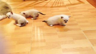 Cute kitten