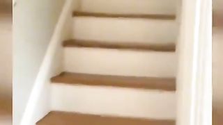 Funniest Animals 2023 | Funny Cats And Dogs | Part 1