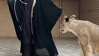 Lion friendship with a man