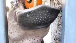 Hippopotamus showed his strength