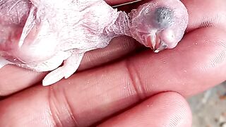 Chick of parrot