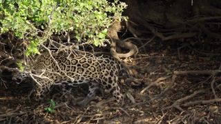 Jaguar fighting with Crocodile  | Jaguar vs crocodile
