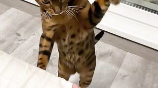 Get up Feed me