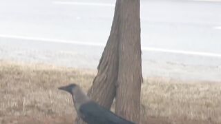 Birds and Crow