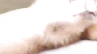 beautiful little cute cats