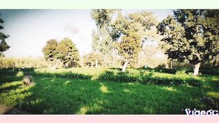 About mangos farms