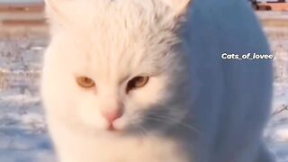 very handsome cat love at first sight