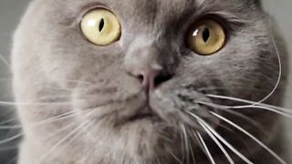 Beautiful cat |When I See a Food #shorts #cat #food #rection
