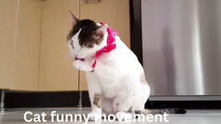 Funniest Cats Funny Movement