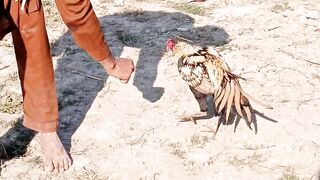 Most Beautiful Rooster video 2023 | rooster attitude | aseel murgha new video