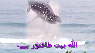 Sea animals in the world