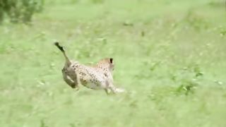 Cheat animal Hunting Vedio