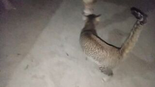 funny and cute cat video 2023 | cat video | intresting cat video