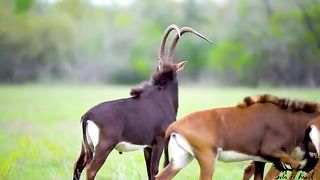Animal Video