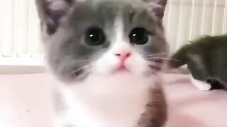 Funny cat