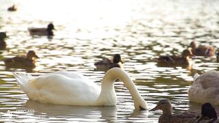 Cute ducks