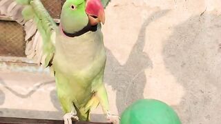 My talking parrot playing with ball |funny parrot |funny animals