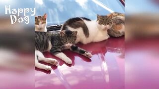 Funny animals - Funny cats / dogs - Funny animal videos #84
