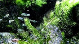 The water Fish Beauty