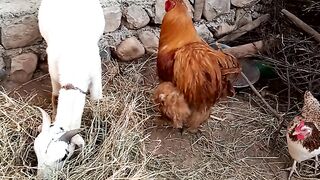 Goat and golden cock