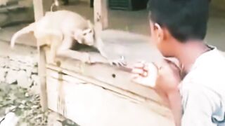 Monkey Kungfu fighter