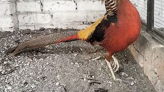 Red golden pheasant