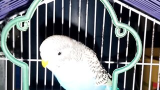 Bagery parrot masti