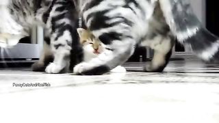 the best funny cat | dancing cat