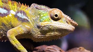 Best Animal in The world