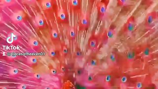 Redpeacock