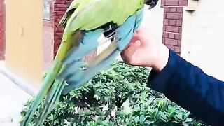 Macaw parrot