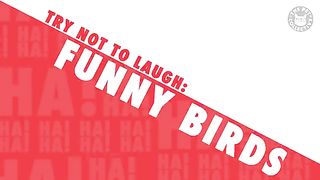Funny birds very funny birds video