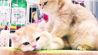 FunnyVideo Cat Animal