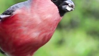 Beautiful Small Size Birds
