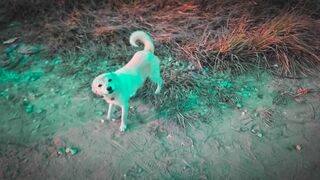 Natural relaxing Dog Slow motion video 2023 | grx videos