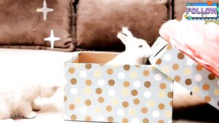 Bunny on the planet of Kitten ????